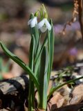 Galanthus caucasicus