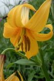 Lilium monadelphum