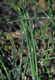 Equisetum hyemale