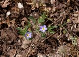 Convolvulus pentapetaloides