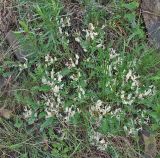 Astragalus rupifragus