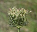 Daucus carota. Развивающееся соплодие. Крым, Симферопольский р-н, окр. с. Урожайное, нарушенная степь. 10 июля 2023 г.