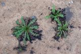 Taraxacum officinale