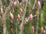 Magnolia × soulangeana. Ветки с бутонами. Краснодар, парк \"Краснодар\", Японский сад, в культуре. 21.03.2024.