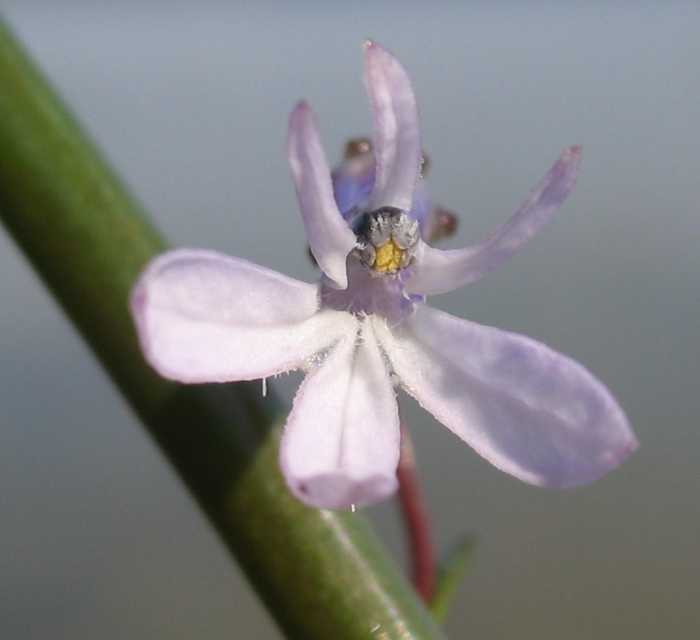 Изображение особи Lobelia dortmanna.