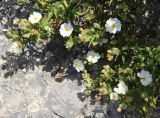 Cistus monspeliensis. Цветущее растение. Италия, Тоскана, Монте-Аржентарио. 12.04.2011.