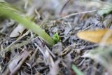 Spiranthes spiralis