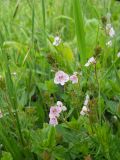 Veronica urticifolia. Цветущие растения. Крым, гора Северная Демерджи. 2 июня 2012 г.