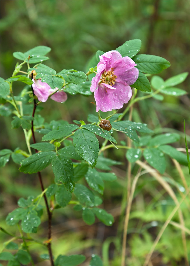 Image of Rosa cinnamomea specimen.