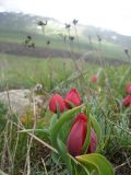 Tulipa julia