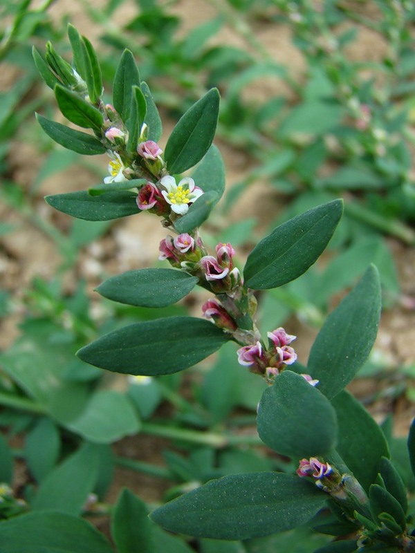 Изображение особи род Polygonum.