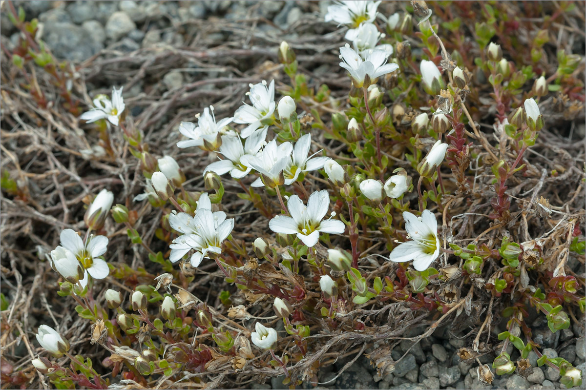 Изображение особи Arenaria pseudofrigida.