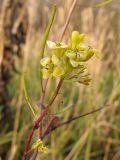 Sisymbrium loeselii. Верхушка побега с соцветием с цветками и завязавшимися плодами. Краснодарский край, Крымский р-н, окр. хут. Майоровский, пойменный луг р. Абин. 17.11.2013.