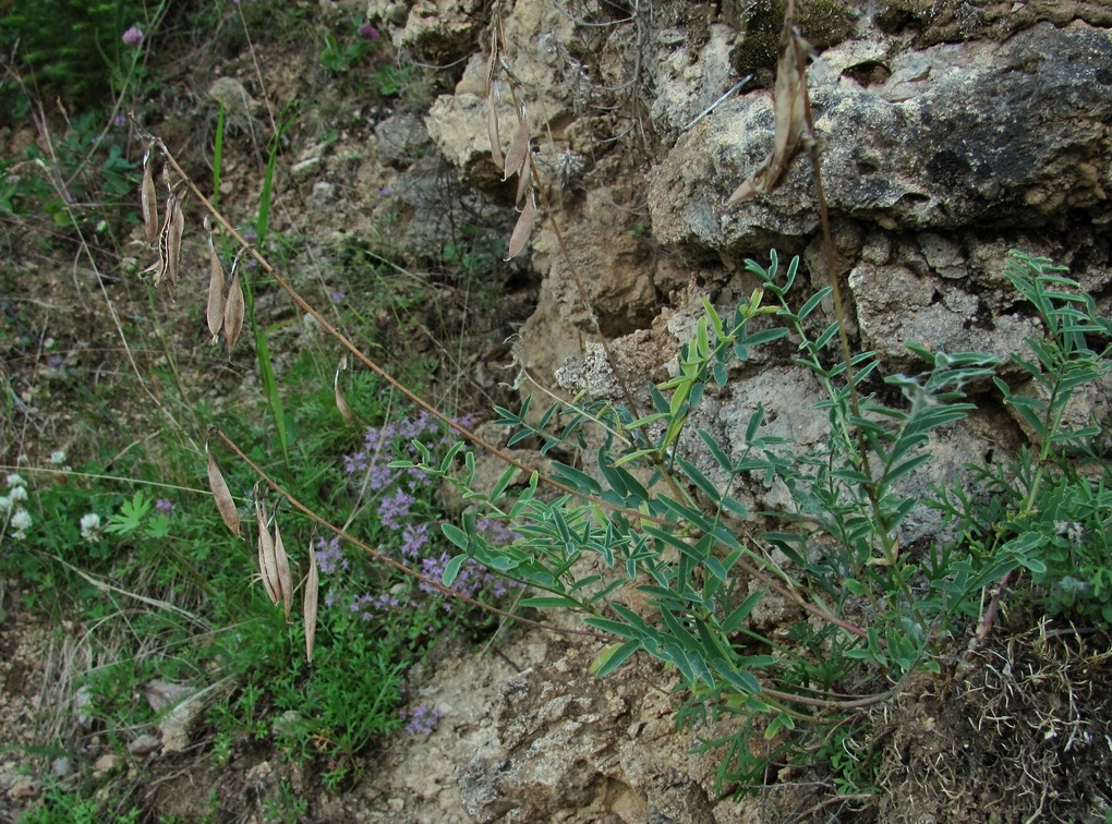 Image of Astragalus gorczakovskii specimen.