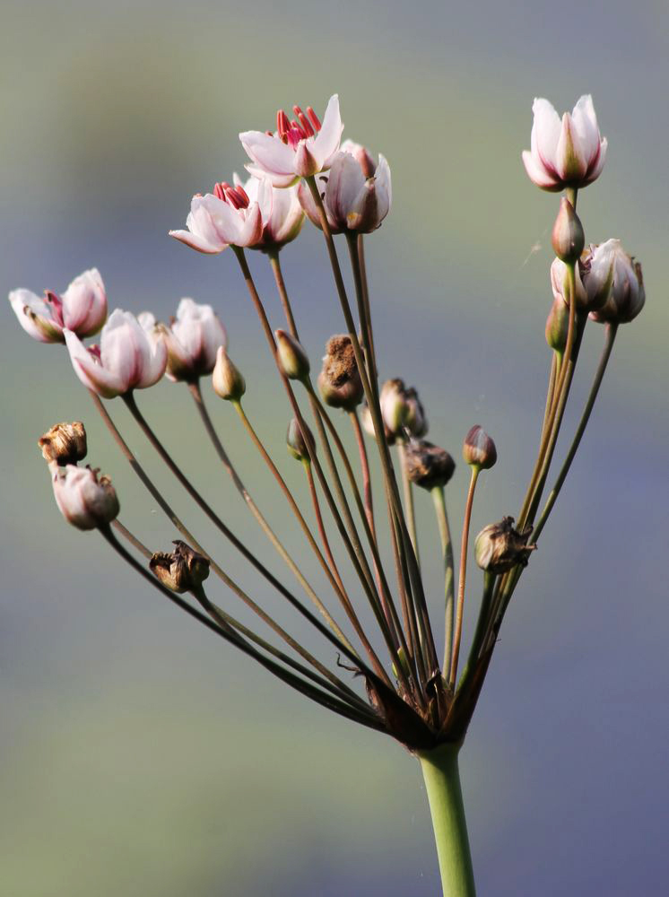 Изображение особи Butomus umbellatus.