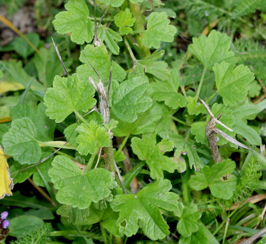 Изображение особи семейство Malvaceae.