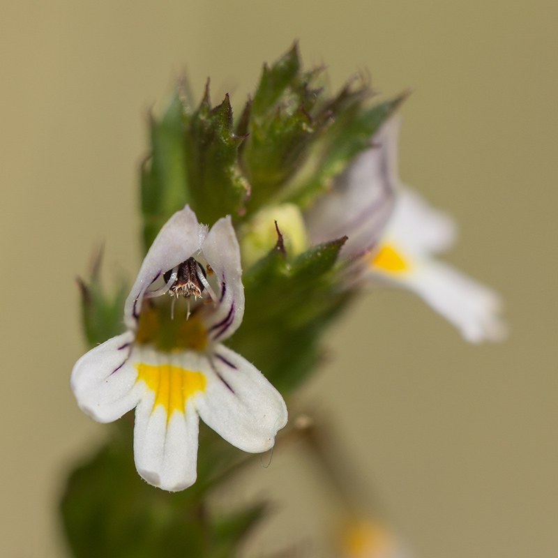 Изображение особи род Euphrasia.