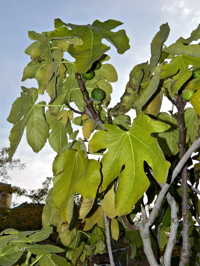 Изображение особи Ficus carica.