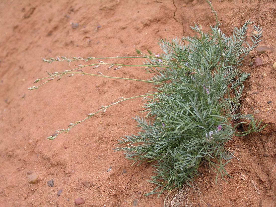 Изображение особи Astragalus tenuifolius.