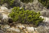 Juniperus phoenicea. Вегетирующее растение. Греция, Эгейское море, о. Парос, южная оконечность, скалистый холм. 06.01.2016.