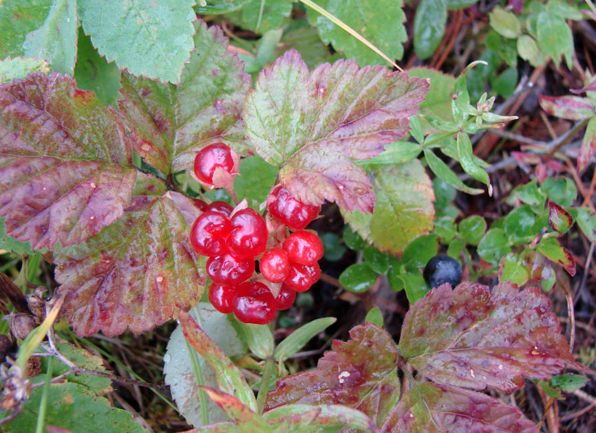 Изображение особи Rubus saxatilis.