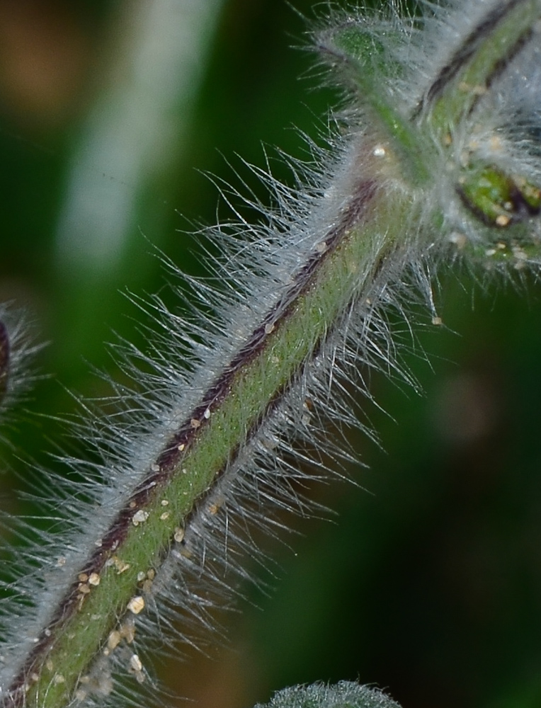 Image of Salvia lanigera specimen.