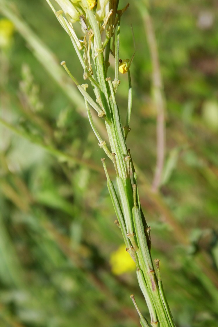 Image of Erysimum cuspidatum specimen.