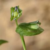 Viola occulta