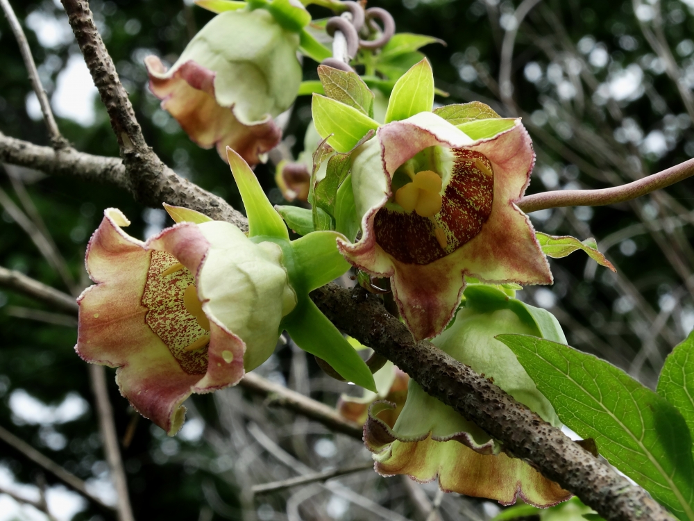 Изображение особи Codonopsis lanceolata.