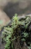 Bryum moravicum