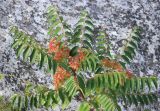 Ailanthus altissima. Верхняя часть ветви с созревающими соплодиями. Крым, окр. г. Бахчисарай, сорное. 20 августа 2015 г.