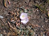 Convolvulus lineatus. Цветущее растение. Таджикистан, Фанские горы, ущелье Куликалон, ≈ 2700 м н.у.м., сухой склон. 04.08.2017.