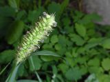 Setaria pumila