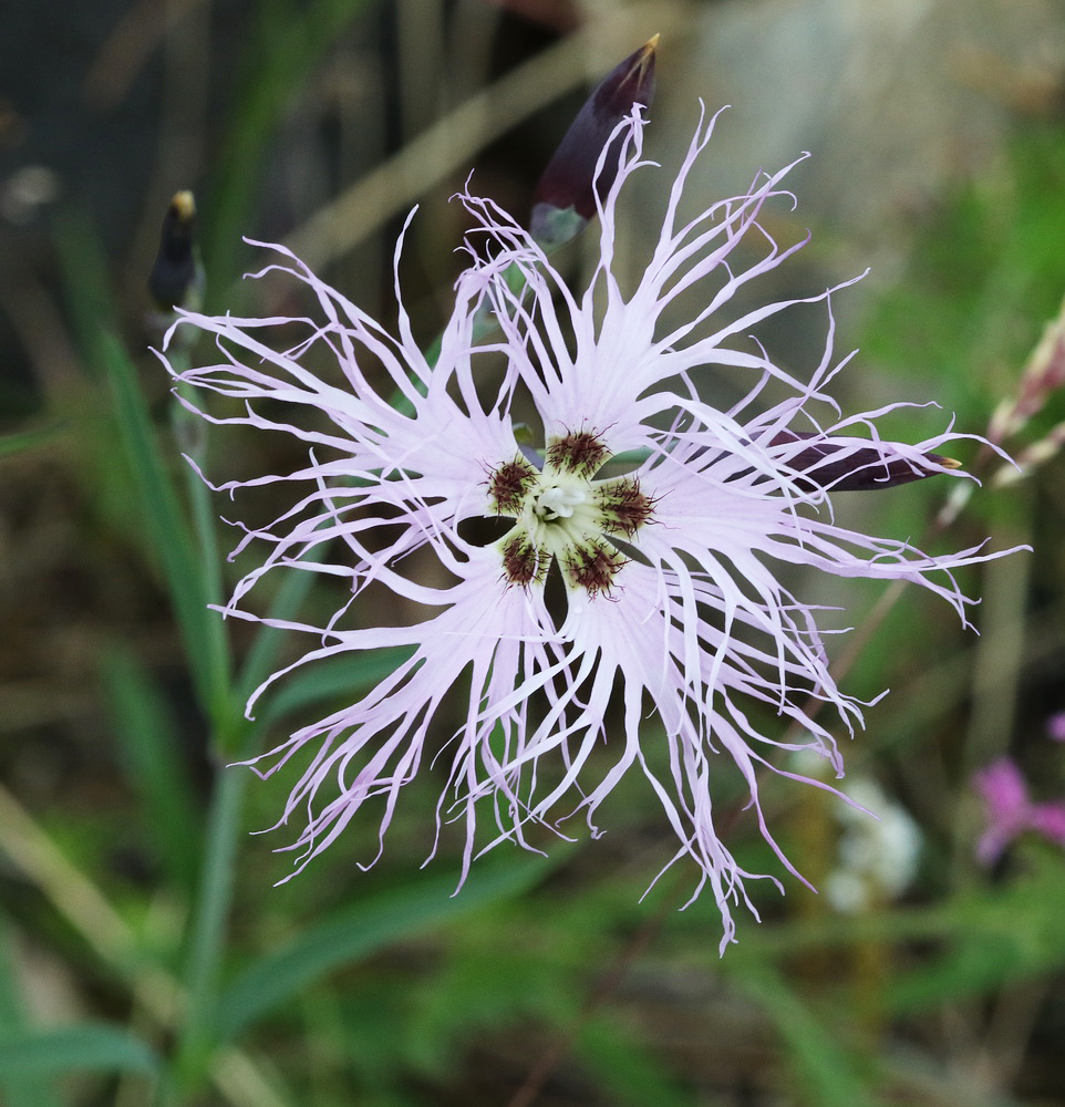 Изображение особи Dianthus superbus.