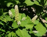 Phytolacca acinosa