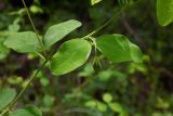 Lathyrus roseus