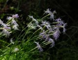 Dianthus superbus