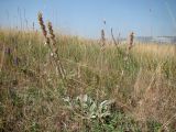 Stachys velata