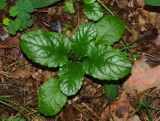 Ajuga reptans. Вегетирующее растение. Московская обл., Раменский р-н, окр. пос. Ильинский, Ильинский лес, в смешанном лесу. 19.07.2018.