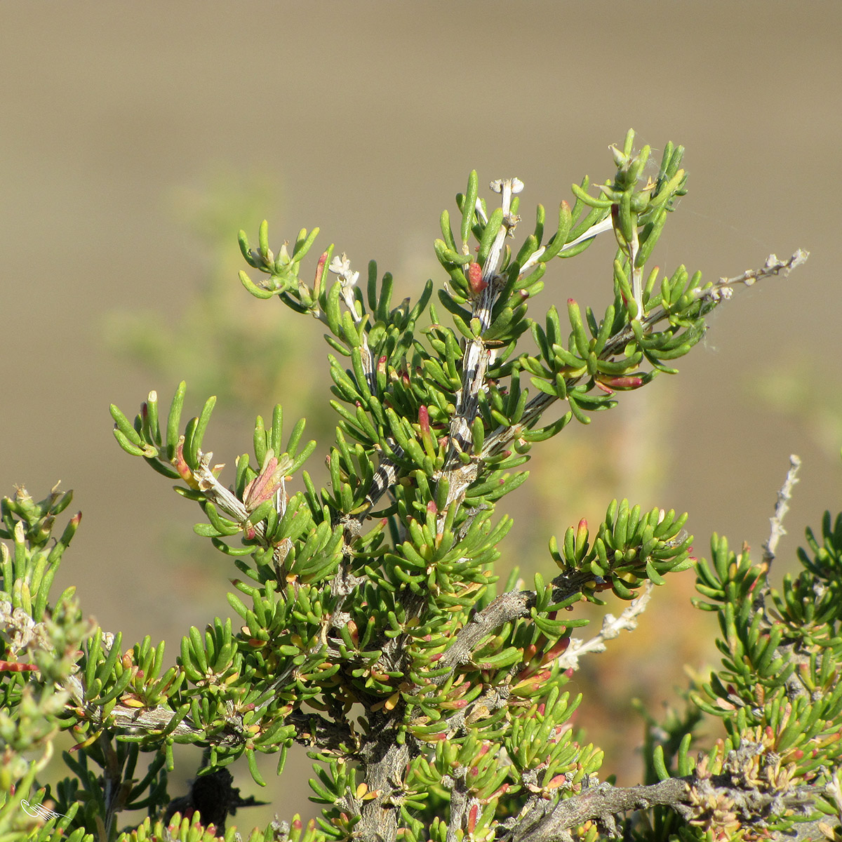 Изображение особи Salsola arbusculiformis.