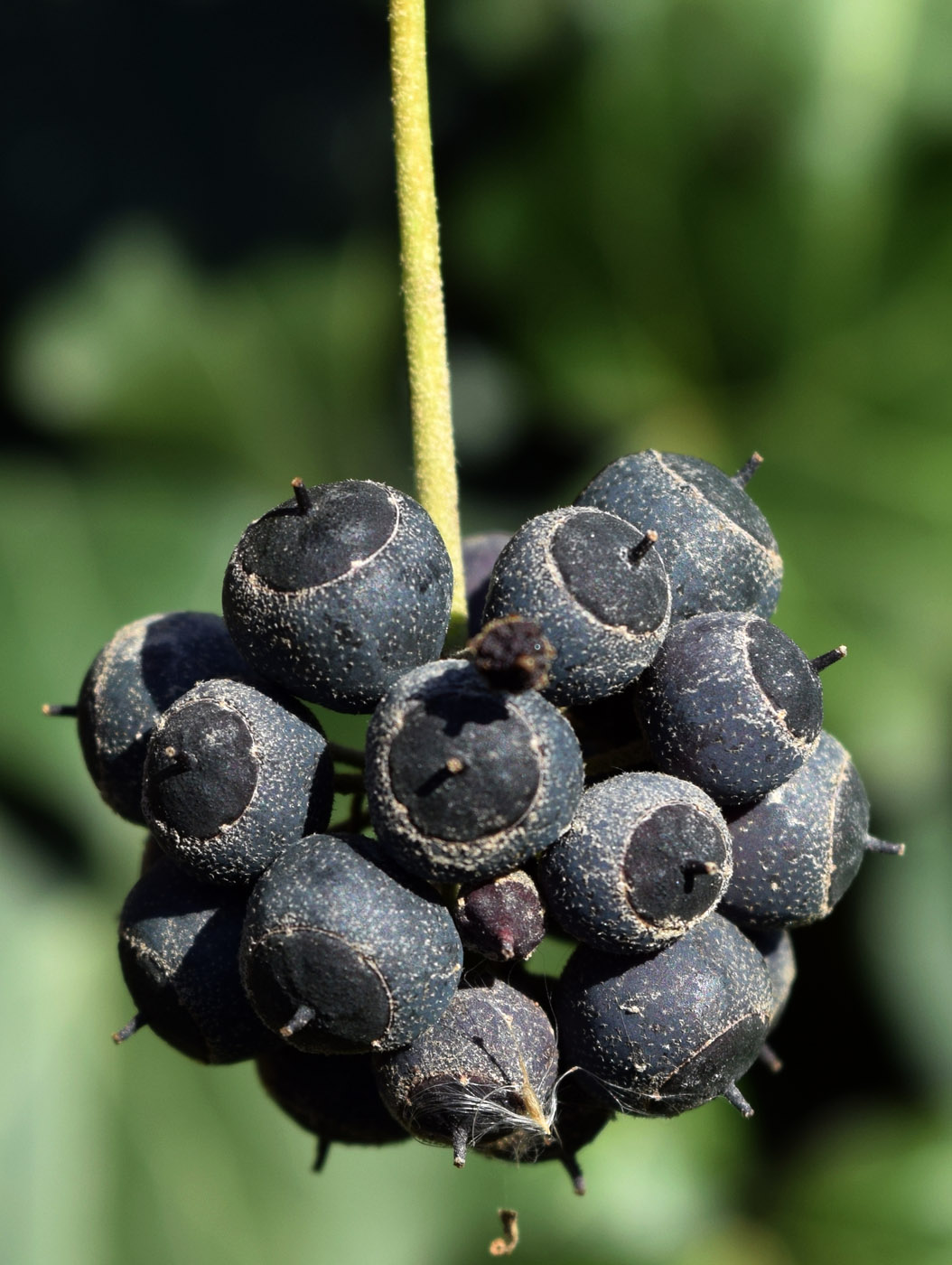 Image of Hedera helix specimen.