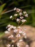 Saxifraga umbrosa. Соцветие ('Variegata'). Кировская обл., г. Киров, Ботанический сад Вятского государственного университета, в культуре. 29.06.2018.