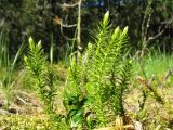 Lycopodium annotinum