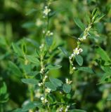 Polygonum arenastrum