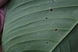 Anthurium versicolor
