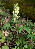 Corydalis marschalliana