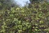 Rubus ulmifolius. Плодоносящие растения на пустыре. Испания, автономное сообщество Каталония, провинция Жирона, комарка Баш Эмпорда, муниципалитет Калонже, рудеральное местообитание. 08.06.2019.