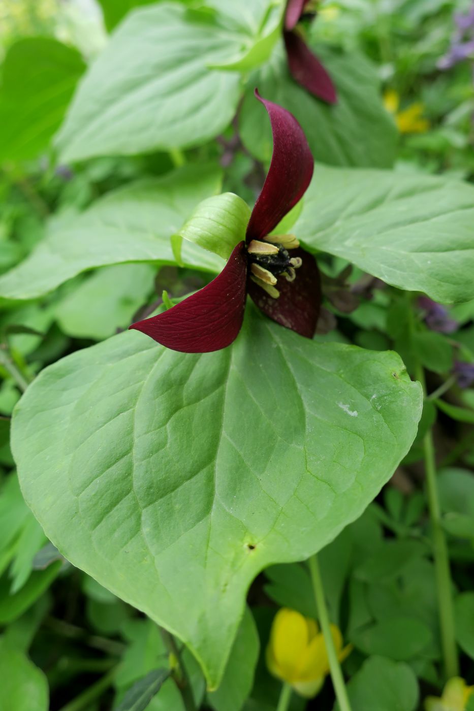 Изображение особи Trillium sulcatum.