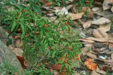 Solanum pseudocapsicum