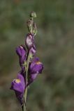 Linaria transiliensis